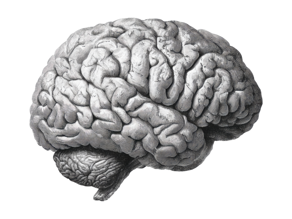 MLG Hypnothérapie - cerveau neuroconsicence - Hypnothérapeute à Forbach - Hypnose thérapeutique